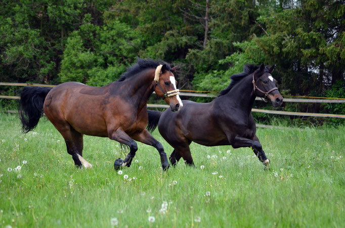 4 Stunden Weide am Hof