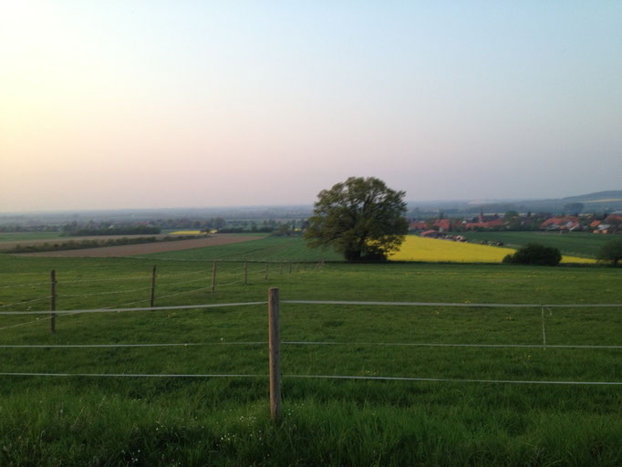24 Stunden Sommerweide am Waldrand