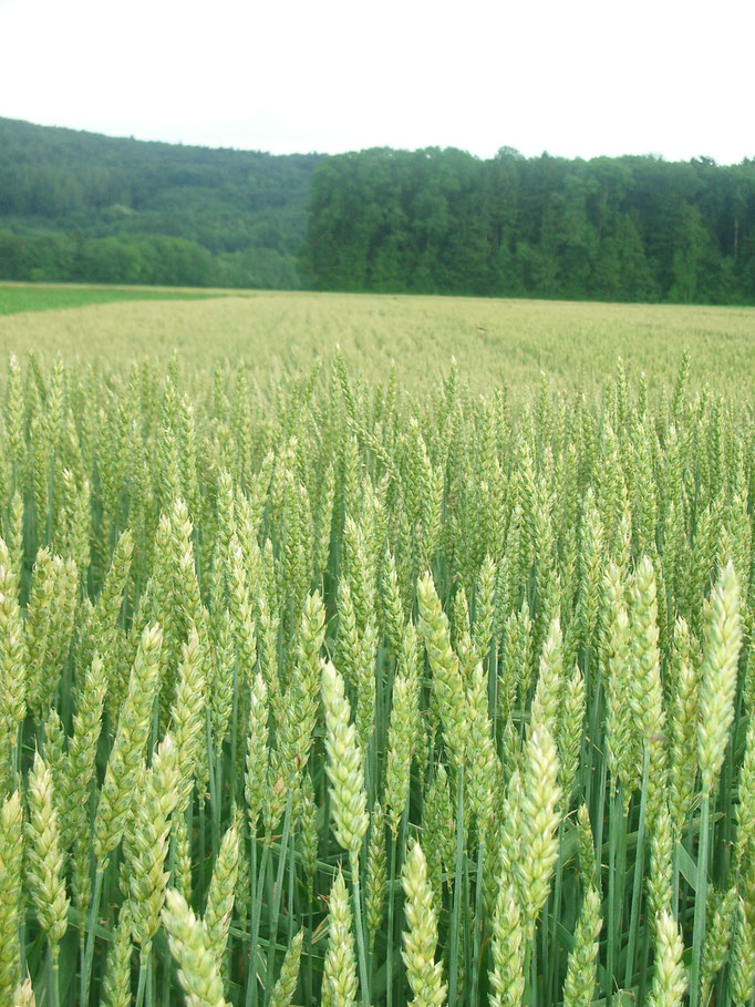 Weizen grün (noch)