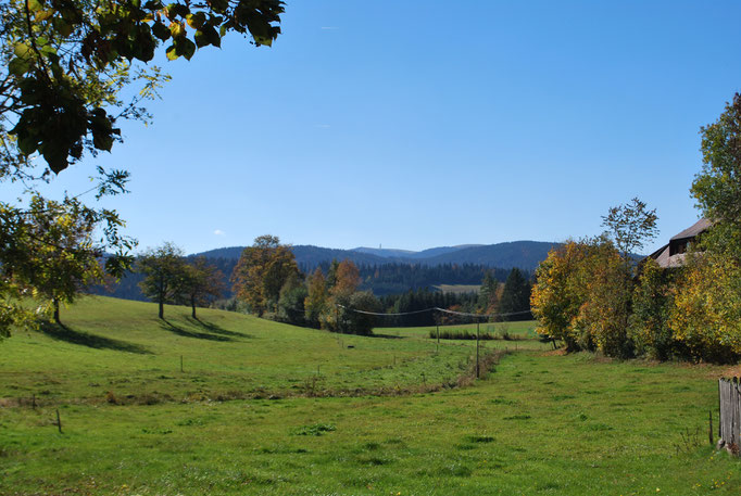 Blick im Sommer vom Jörgenhof auf den Feldberg