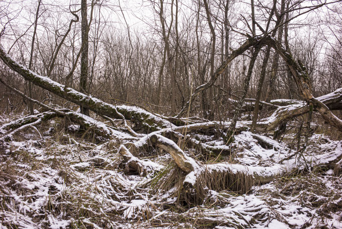 Winterreise - Wolfsschanze - Poland © François Struzik - simply human 2021-2023