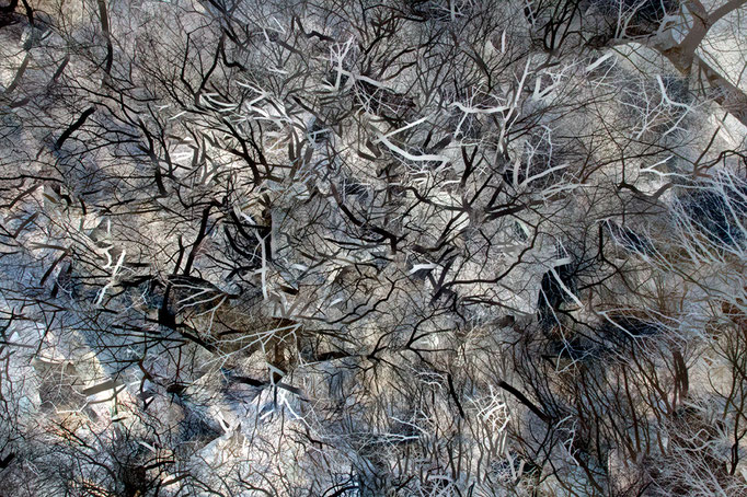 Fotografia di Joe Oppedisano - Stratificazioni - Abstract Trees Central Park1