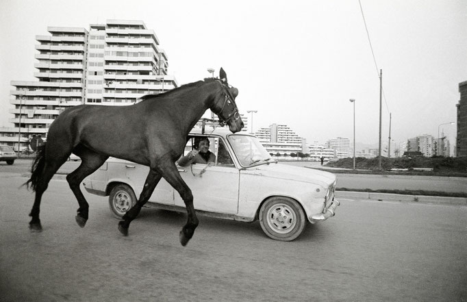 Francesco Cito - Cavallo al traino, Napoli 2007