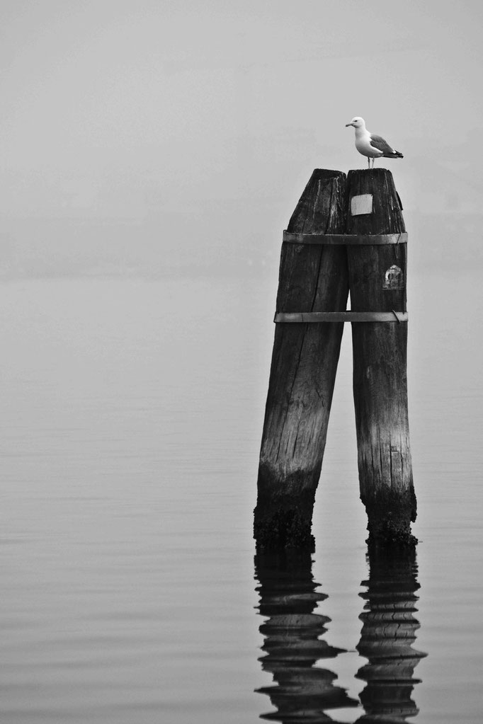 Luca Cortese - Bricola sola, 2012