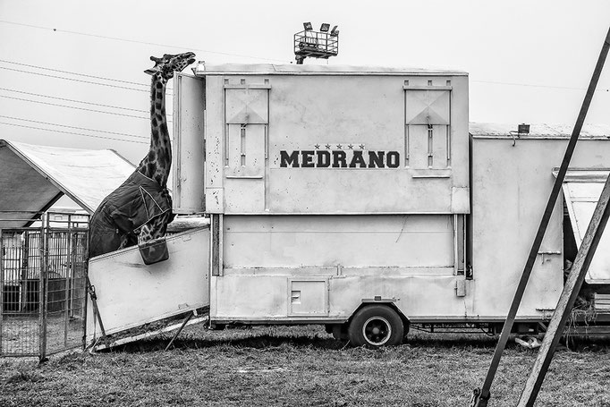 Photo by Gianni Maffi (all rights reserved)