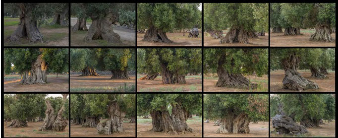 Fotografia di Pio Tarantini