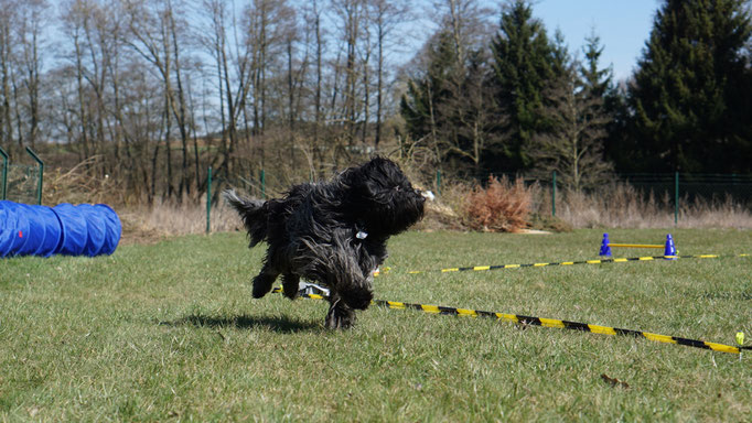 Cooper beim Longieren