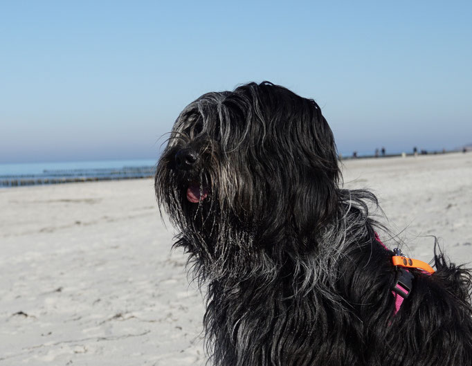 Bisou geniesst das schöne Wetter