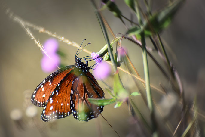 Monarch on Tassel Flower, Photo by Dave Cottrill