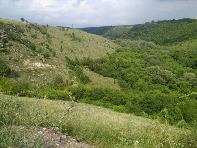 Фото з Вікіпедія