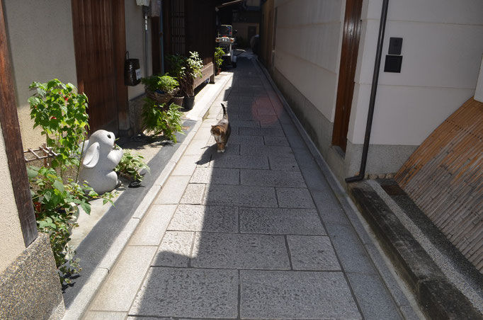 A cat in Gion district in KYOTO