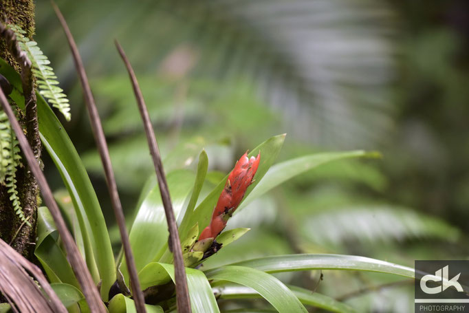 Blumen und Pflanzen im Regenwald-Nationalpark "El Yunque"