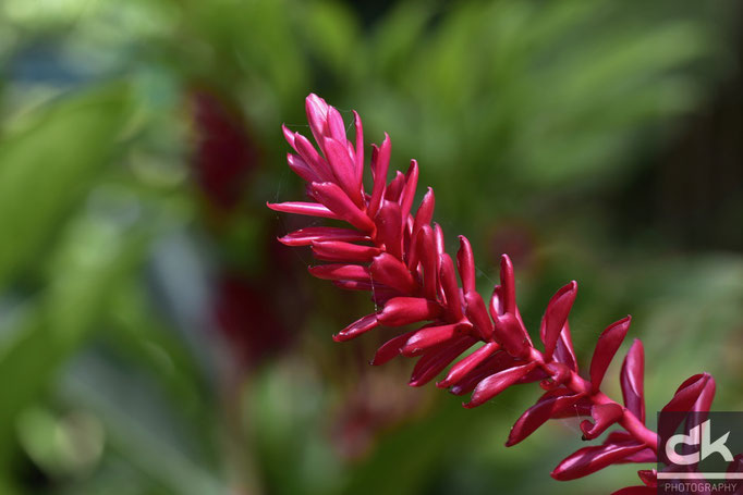 Blumen und Pflanzen im Regenwald-Nationalpark "El Yunque"