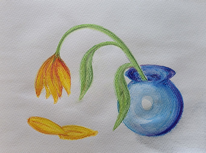 Tulpe
