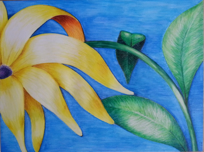 Blume
