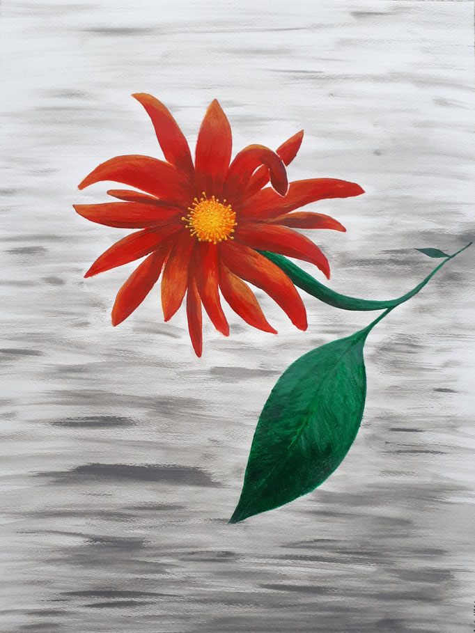 Nebelblume