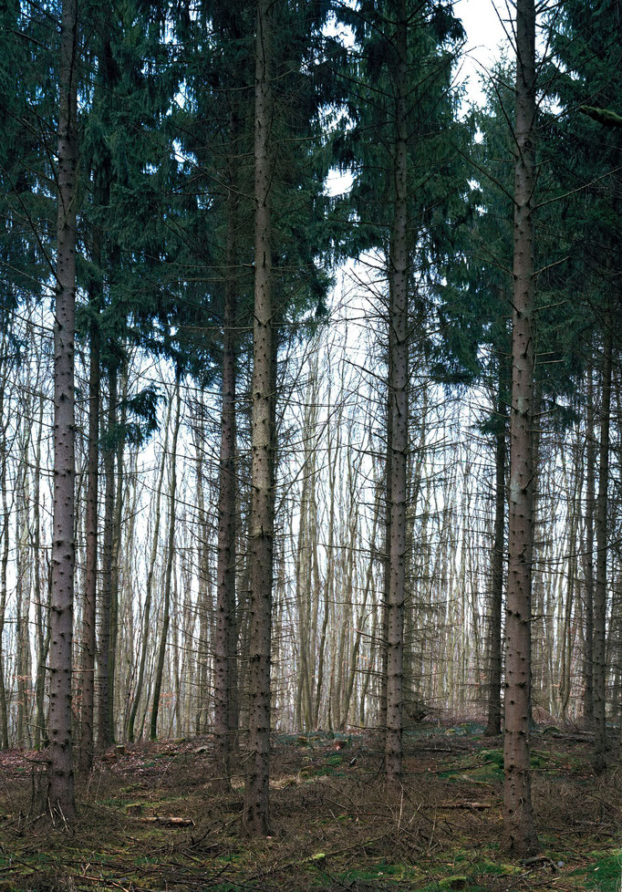 Nadelgehölz bei Serrahn/Carpien, Mecklenburg 2015