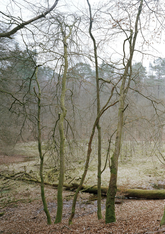 Toteisloch, Nationalpark Müritz, Mecklenburg 2015