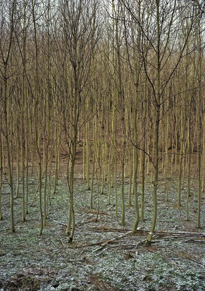 Wald bei Essen III, Ruhrgebiet 2000