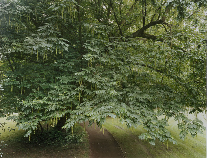 Kaukasische Flügelnuss, Schlossgarten, Oldenburg i.O. 2013