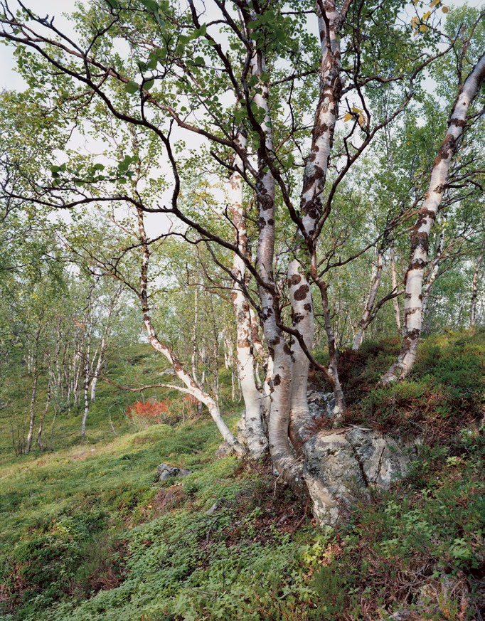 Kiefer bei Kafjord1, Finnmark 2012