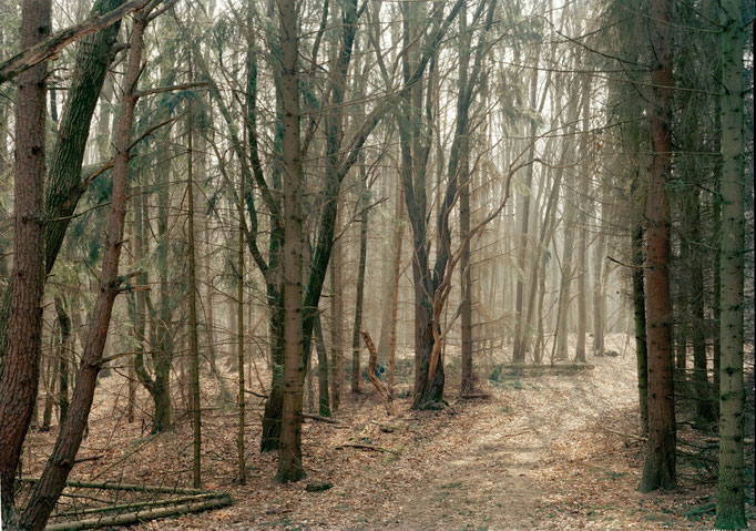 Waldweg bei Carpin, Mecklenburg 2015