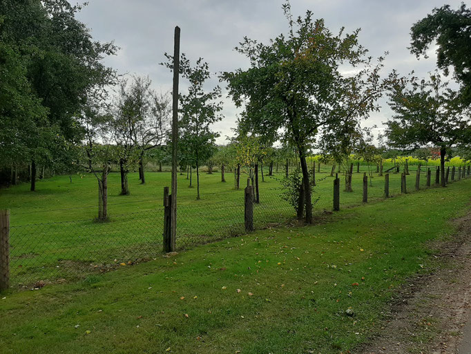Milchviehbetrieb Wilken — photo 4