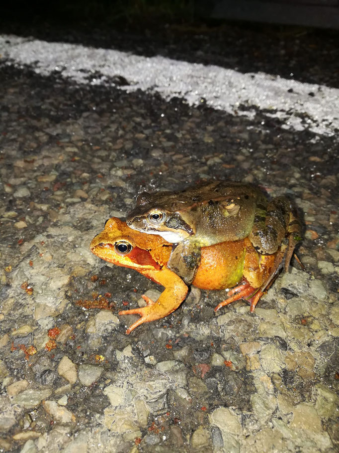 Froschpaar