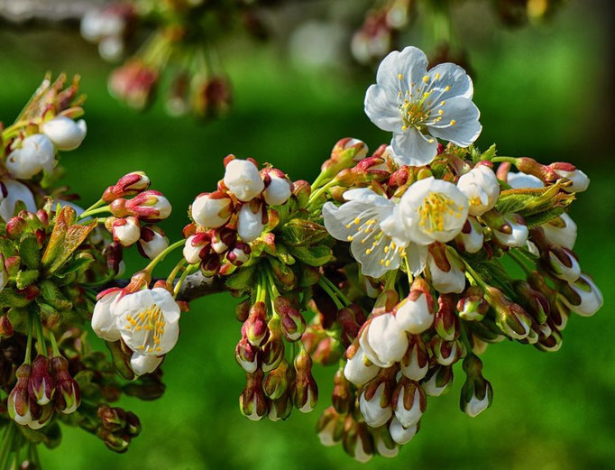 Kirschblüten