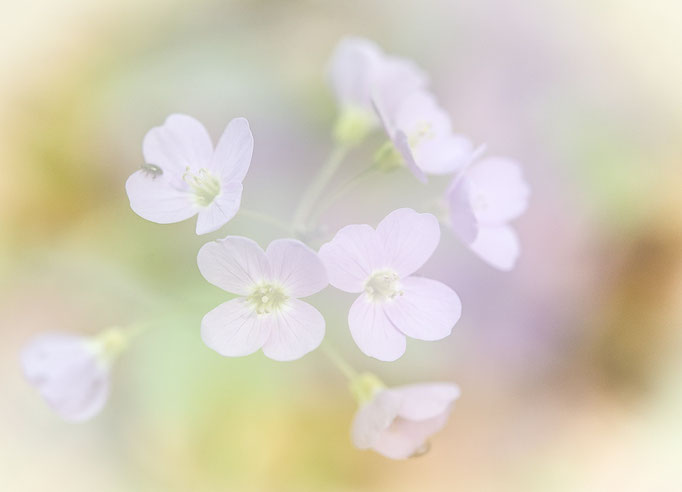 Wiesen-Schaumkraut - Cardamine pratensis - Bliesgau, Saarland