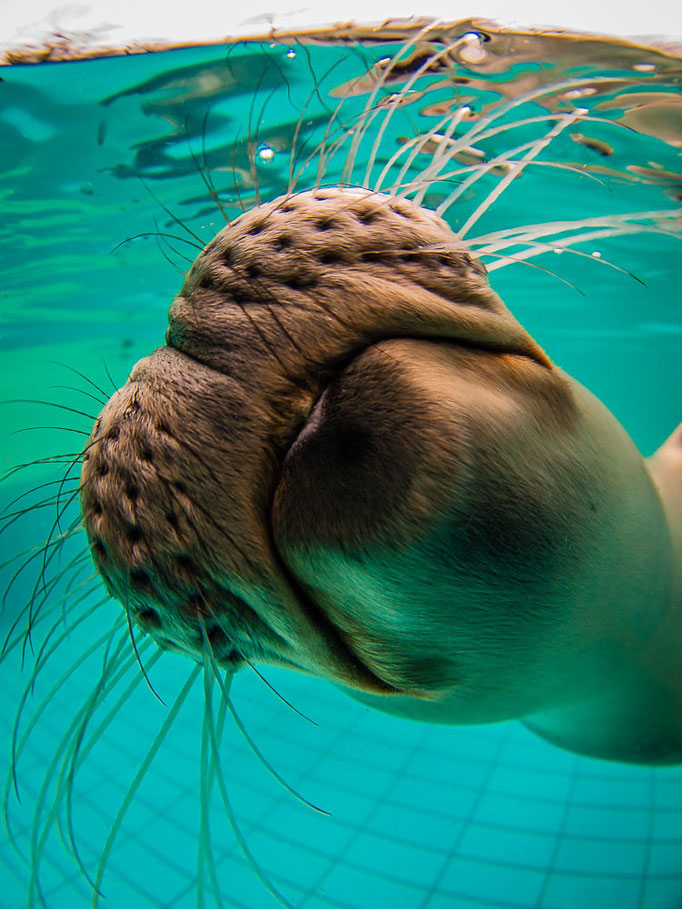 Seehund (Phoca vitulina) küsst das Objektiv unter Wasser - Zoo Saarbrücken