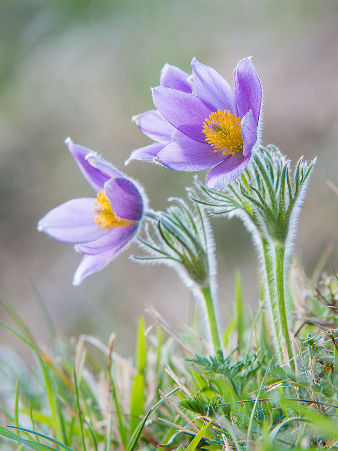 Gewöhnliche Küchenschelle od. Kuhschelle - Pulsatilla vulgäres - Bliesgau, Saarland