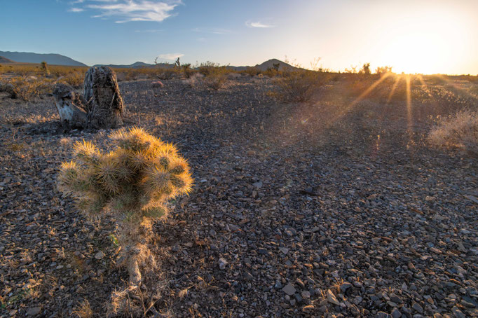 Habitat of Crotalus cerastes in the southwestern USA