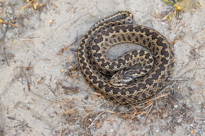 Vipera ursinii moldavica, Romania