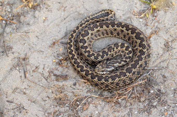 Vipera ursinii moldavica, Romania
