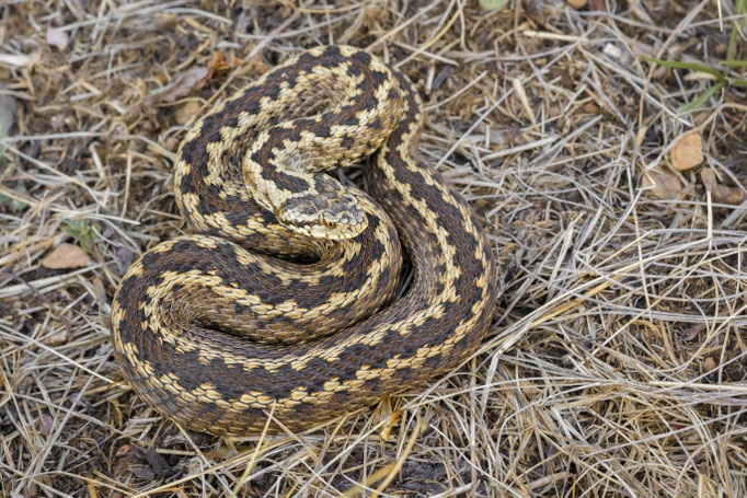 Vipera ursinii macrops, Montenegro