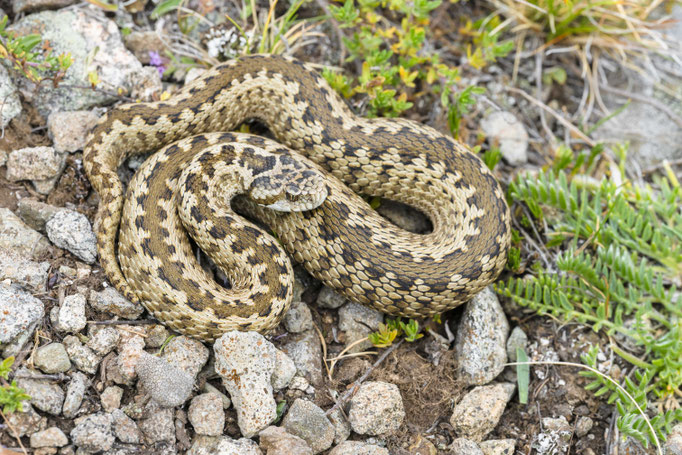 Vipera darevskii sakoi