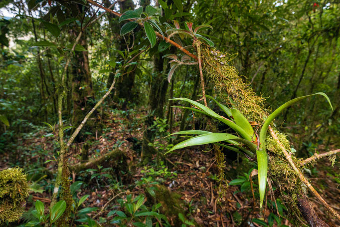 Habitat of Bothriechis lateralis in montane Costa Rica