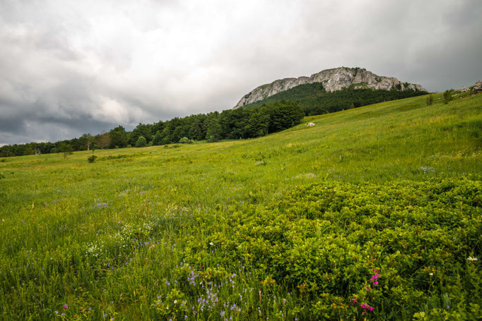 Habitat of Vipera ursinii 'ssp.' in eastern Croatia