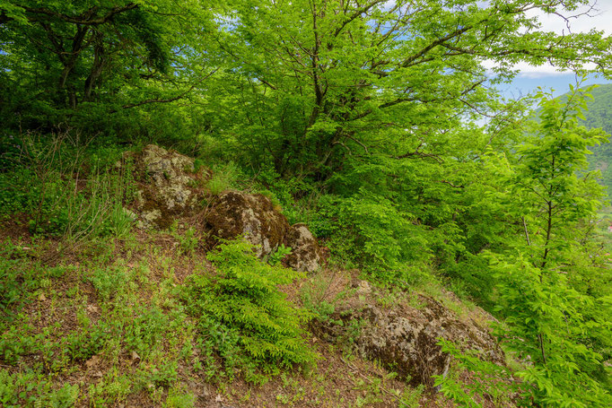 Habitat of Vipera kaznakovi 'tuniyevi' in central Georgia