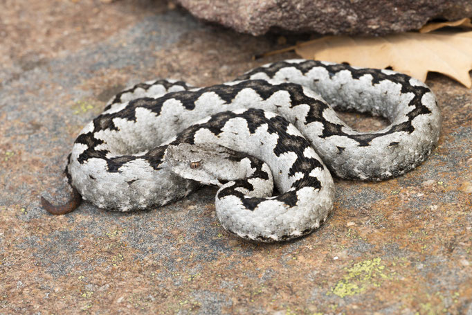 Vipera ammodytes ammodytes, Italy