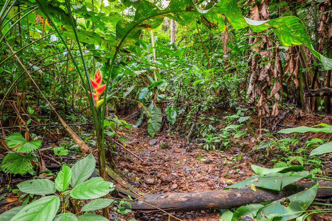 Habitat of Bothrops asper in caribbean Costa Rica