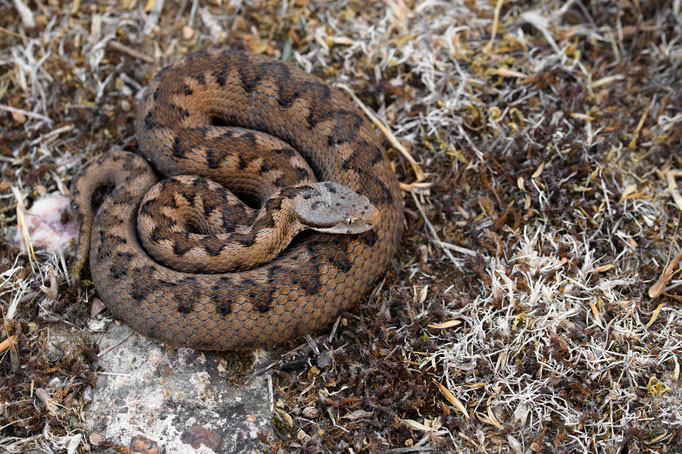 V. latastei latastei, Spain