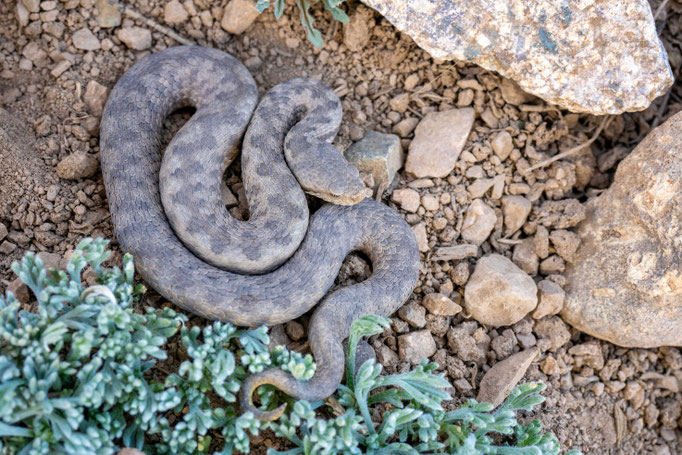 Vipera monticola, Morocco