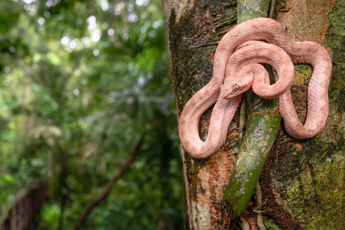 Bothriechis schlegelii, Costa Rica