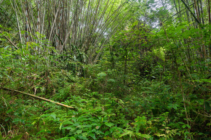 Habitat of Tropidolaemus wagleri in southern Thailand