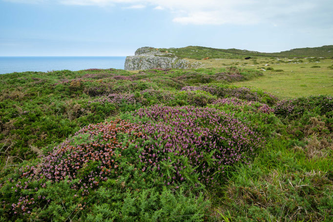 Habitat of Vipera seoanei in northern Spain