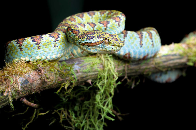 Bothriechis supraciliaris, Costa Rica