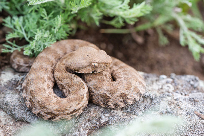 Macrovipera lebetina obtusa, Georgia