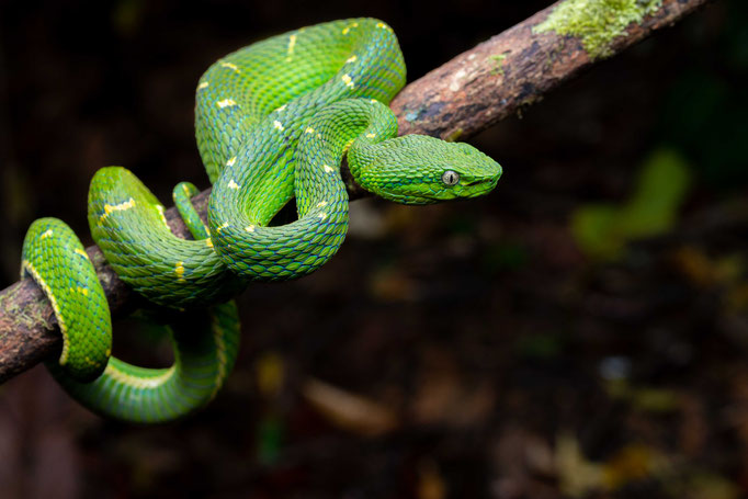 Bothriechis lateralis, Costa Rica